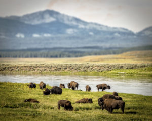 Heard of Buffalo at Yellowstone National Park