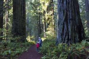 family enjoying hiking in gorgeous redwood national park